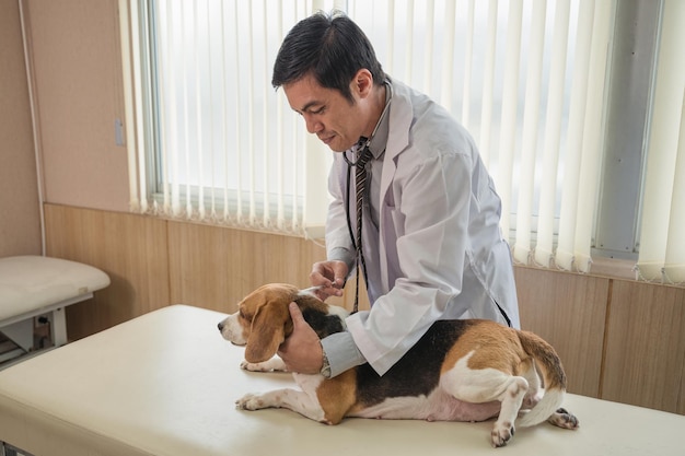 Injeção veterinária masculina por seringa para uma raça de cachorro beagle na mesa veterinária na clínica veterinária