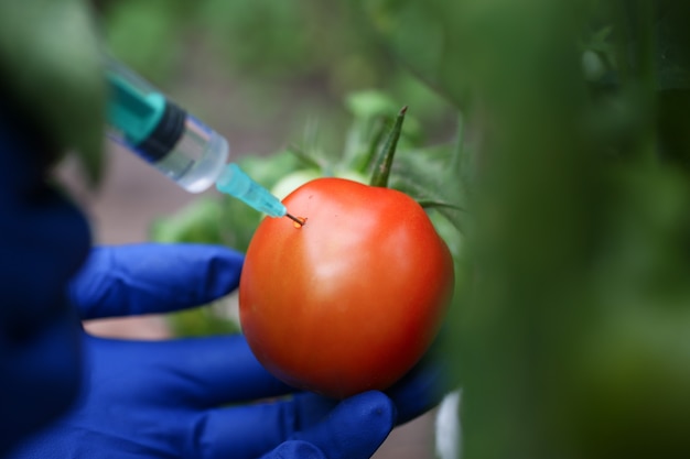 Injektionsgemüse für schnell reifende Tomaten.