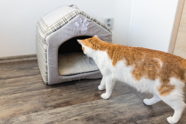 Inländische junge weiße und orange gestromte Katze, die das weiche Innenkatzenhaus auf Versteck- oder Schlafplatz überprüft