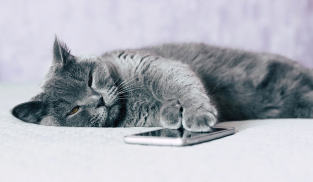 Inländische schöne Katze mit Smartphone. Britisch Kurzhaarkatze mit ausdrucksstarken orangefarbenen Augen beim Liegen auf dem Bett im Zimmer