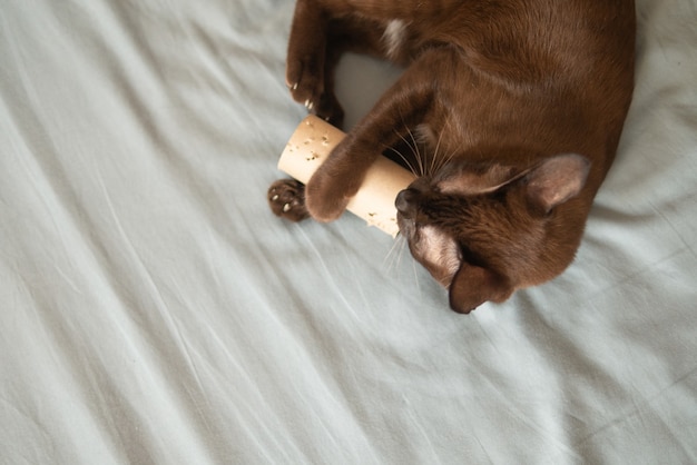 Inländische Schokoladenkätzchen Katze spielt durch Kratzen und beißt braune Seidenpapierrolle auf dem Bett sehr konzentriert und Spaß mit Nägeln