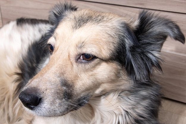 Inländischer grauer flauschiger Hund Nahaufnahme Porträt
