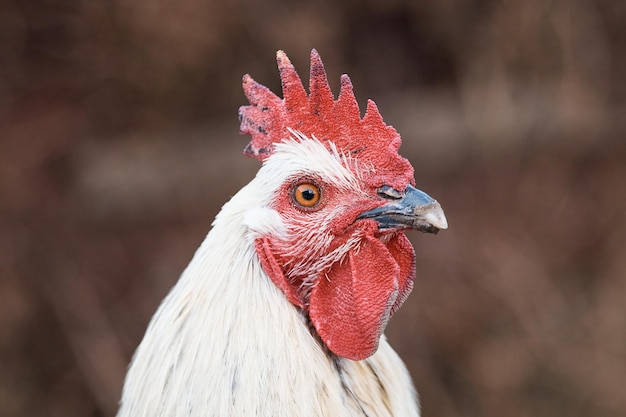 Inländischer Hahn auf dem Bauernhof, Nahaufnahme, Hahnporträt, Vogelkamm und scharfer Schnabel