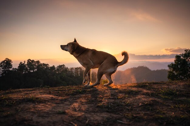 Inländischer lokaler Hund, der bei Sonnenuntergang auf einem Hügel genießt