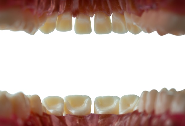 Innenansicht von Mund und Zähnen