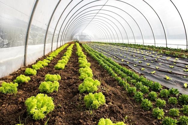 Innenraum eines landwirtschaftlichen Gewächshauses oder Tunnels