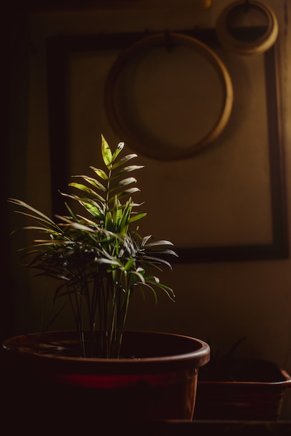 Foto innenraum mit tropischer pflanze in dunklen tönen.