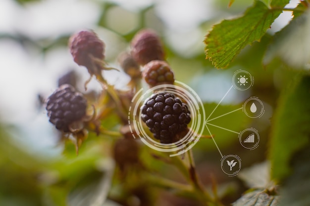 Innovation intelligentes Landwirtschaftsfarmsystem. Verwenden Sie künstliche Intelligenz von Agronomen