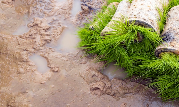 Innovative Reisanbaumaschinen und -technologie für Landwirte in Thailand