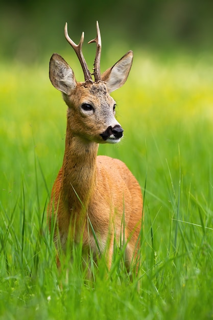 Inocente corça buck buck em pé na grama verde fresca no verão
