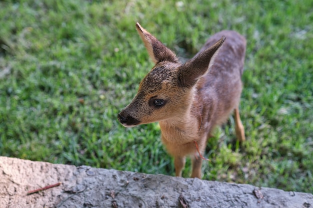 Inocente corço de corça. Veado selvagem jovem. pouca moralidade. filhote de veado. cervos descansando