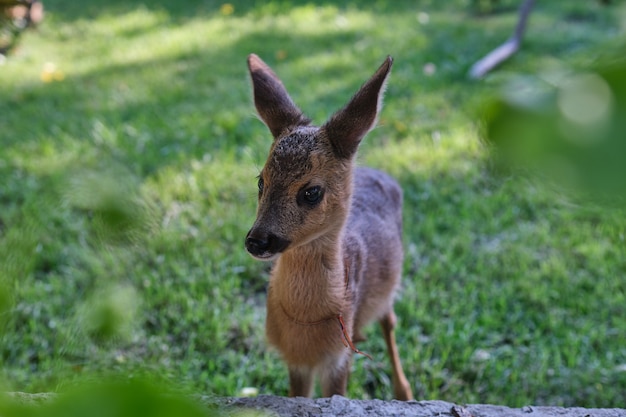 Jovem corça foto de stock. Imagem de animal, selvagem - 29232578