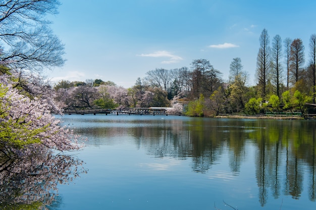 Inokashira Park Es ist ein berühmter Ort zur Aussicht auf Kirschblüten in Tokio Japan