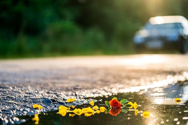 Ins Wasser gefallene Blumen. Zufällig geworfene gelbe Blumen und eine rote Rose in einer Pfütze. Nahaufnahme.