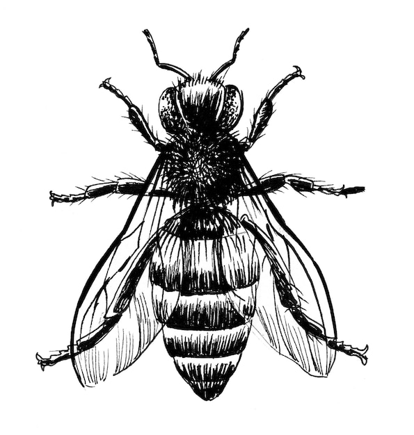 insecto abeja. Dibujo a tinta en blanco y negro