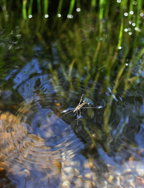 Insecto acuático en el agua clara de la montaña, también llamado Aquarius remigis