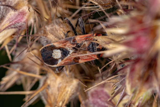 Insecto adulto muerto de la especie Lygaeus alboornatus