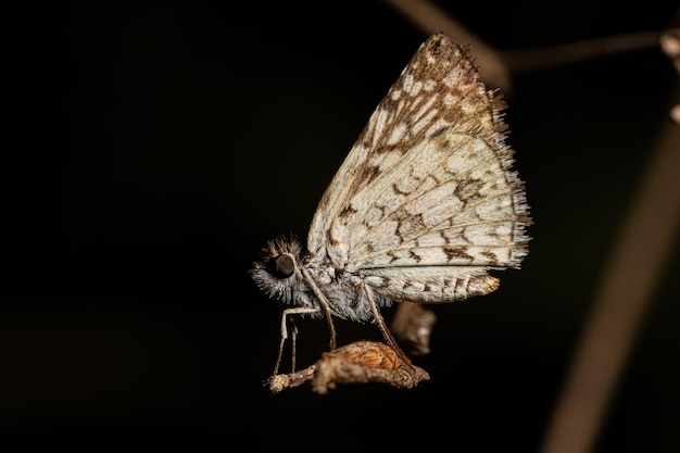 El insecto adulto Orcus checkeredSkipper Moth