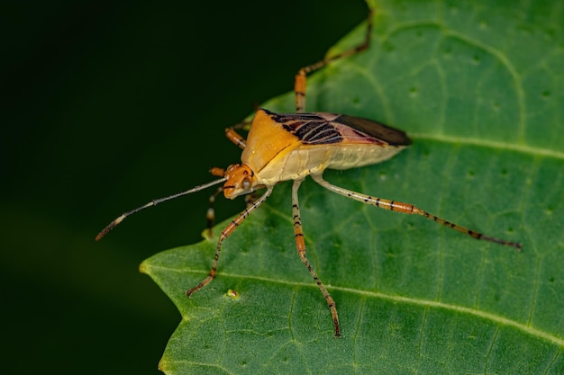 Insecto adulto de patas de hoja del género Hypselonotus