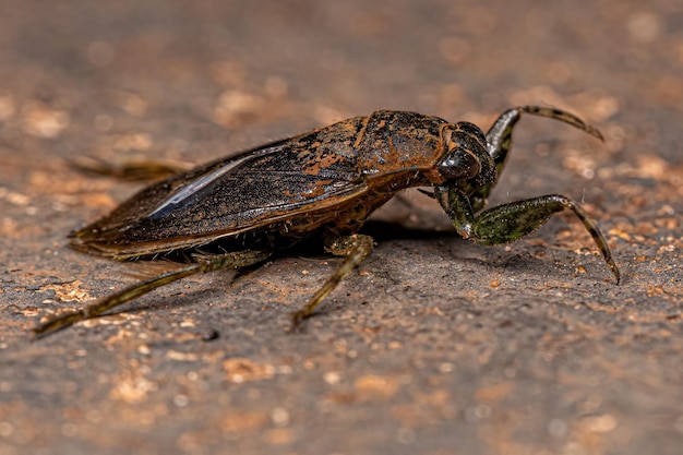 Insecto de agua gigante adulto