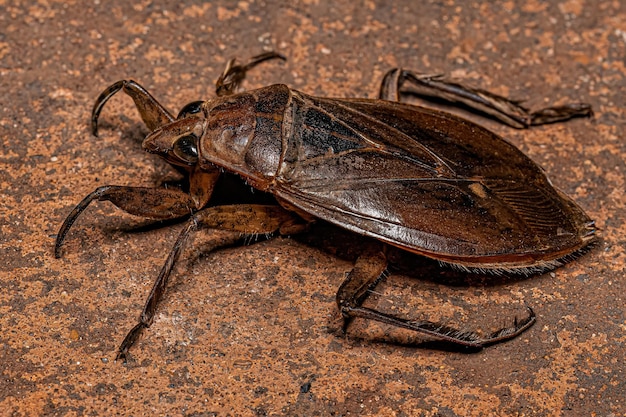 Insecto de agua gigante adulto