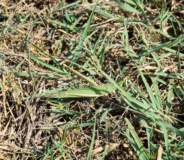 Insecto ala de langosta verde Plagas de cultivos agrícolas Langostas en la hierba