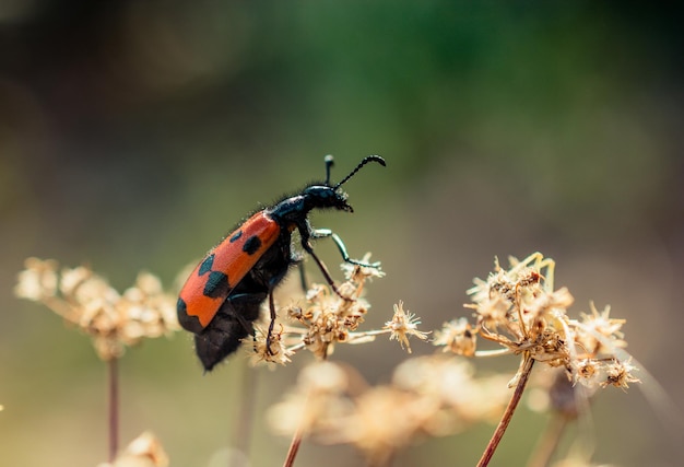 Insecto alimentándose de una flor