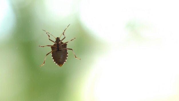 Insecto apestoso arrastrándose sobre la superficie de vidrio Fondo verde con espacio de copia