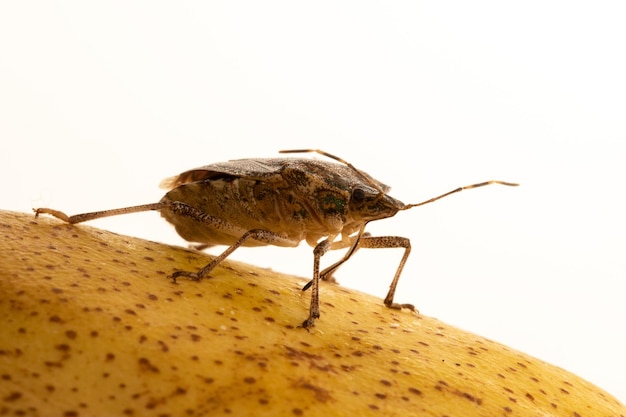 Insecto apestoso marmolado marrón sobre una superficie de pera aislada sobre fondo blanco