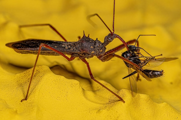 Insecto asesino adulto aprovechándose de una hormiga carpintera alada macho adulto