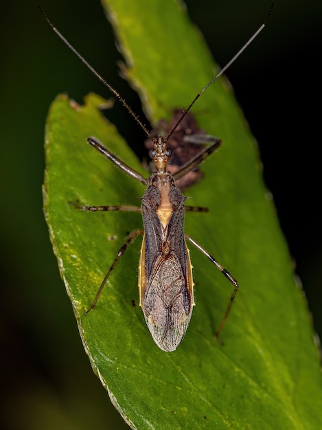 Insecto asesino adulto del género Repipta