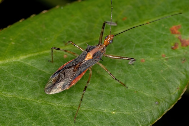 Insecto asesino adulto del género Repipta