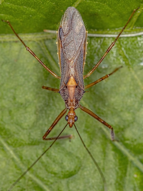 Insecto asesino adulto del género repipta