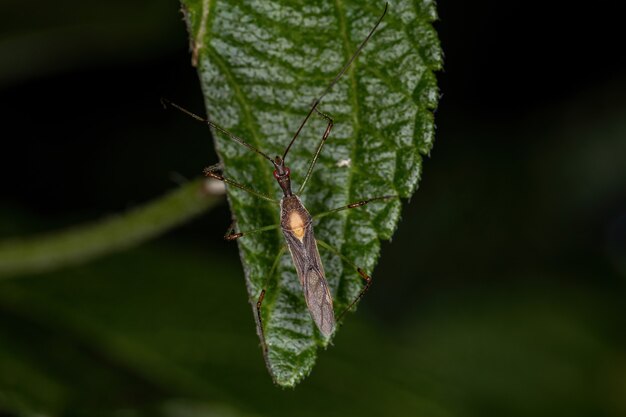 Insecto asesino adulto del género Zelus