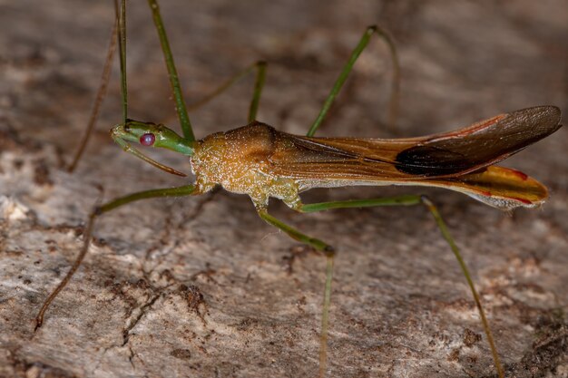 Insecto asesino adulto del género Zelus