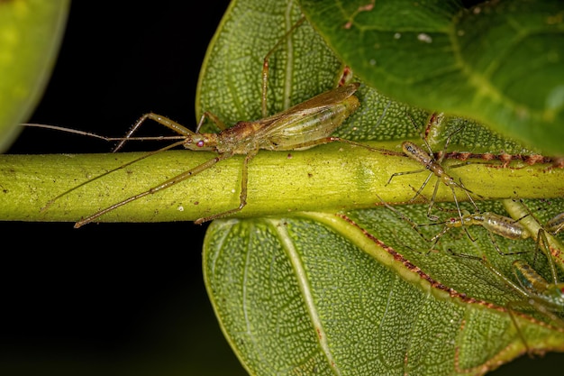 Insecto asesino adulto