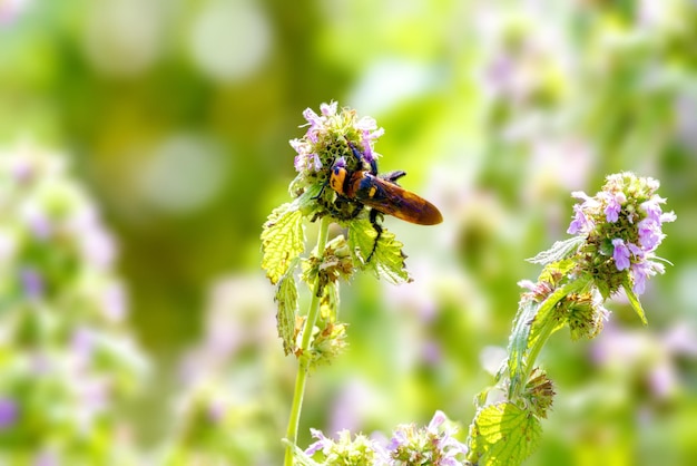 Insecto avispón grande en flor de campo