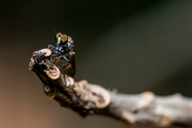 Insecto en el bosque, fotografía macro de animales con fondo desenfocado natural