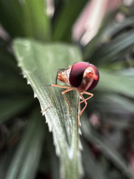 Un insecto con la cabeza roja se sienta en una hoja