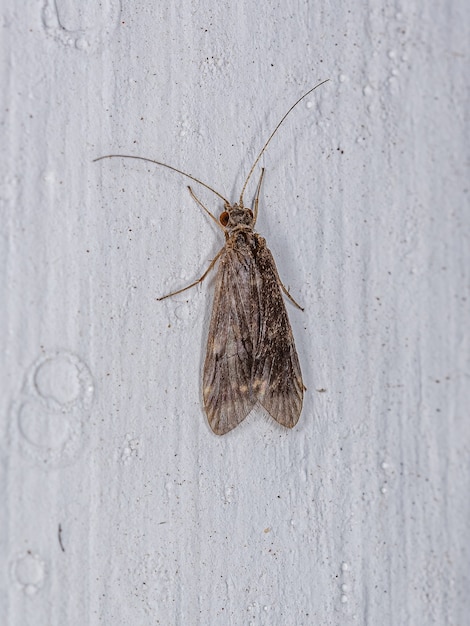 Insecto Caddisfly adulto del orden Trichoptera