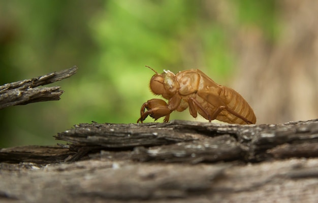 Insecto cigarra muda de árbol en la naturaleza