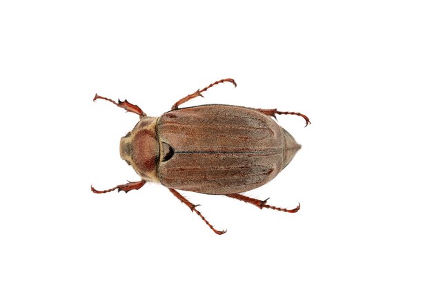 Insecto de clase coleópteros puede aislar de recorte crunch escarabajo sobre un fondo blanco.