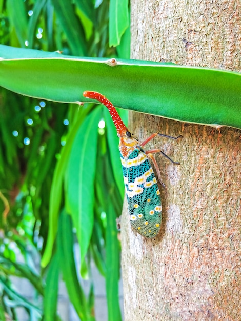 Insecto colorido de la cigarra o insecto de Lanternflies (Pyrops candelaria) en árbol en naturaleza y fruta del jardín