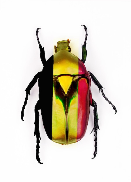 Un insecto colorido con los colores de la bandera en él