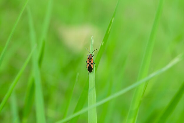 Insecto colorido en la hierba verde