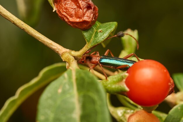 Un insecto conocido como comedor de guitarras encaramado en una rama marrón Compsocerus violaceus