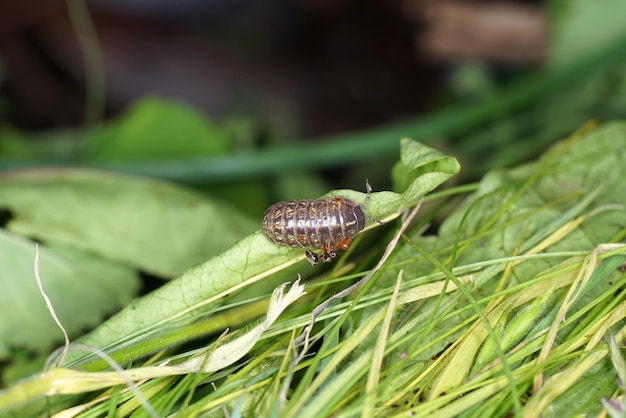 Insecto de pílula na grama com pequenos insetos nele