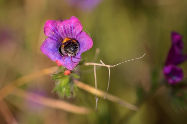 Insecto dentro de una flor en busca de néctar