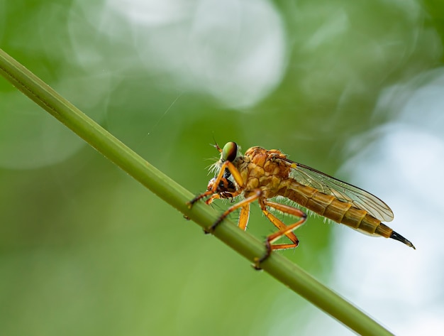 Insecto dorado comiendo comida