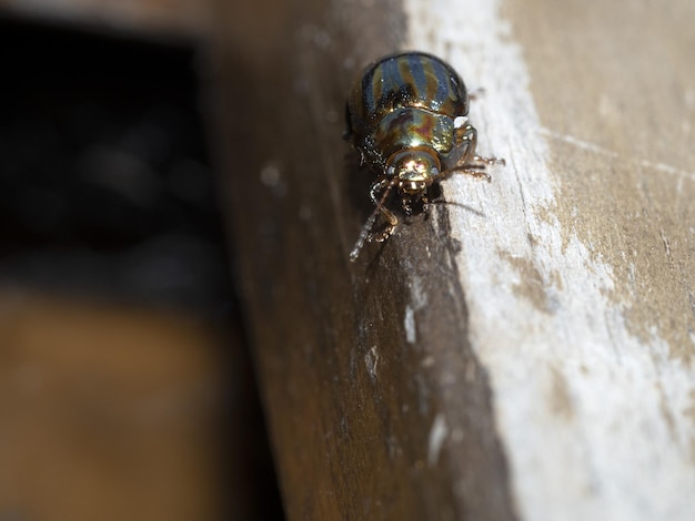 Insecto escarabajo metálico verde Chrysolina